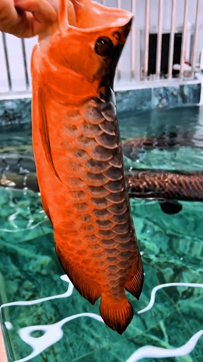 Arapaima ate the super 🍎 red arowana 😱 #fishing #arapaima #monsterfish #redarowana #viralshort