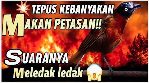 no hoax😍 TEPUS GACOR NEMBAK SUPER PANJANG | PANCINGAN TEPUS KEPALA ABU 