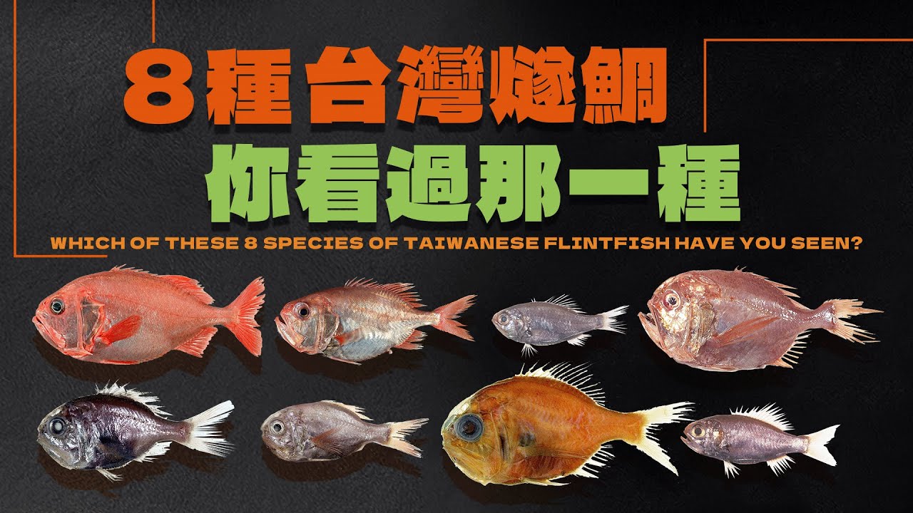 👉8種台灣燧鯛，你看過哪一種｜8 species of Formosan flintfish  Which one have you seen?