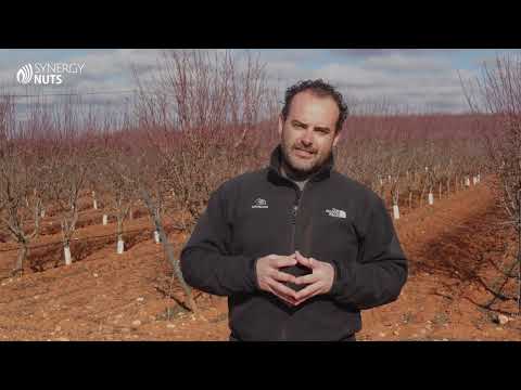 ¿Qué tipos de poda se realizan en el almendro en seto?