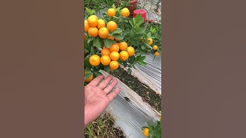 quất tết 2023 quất chậu nhựa sai trĩu quả #shorts #tiktok