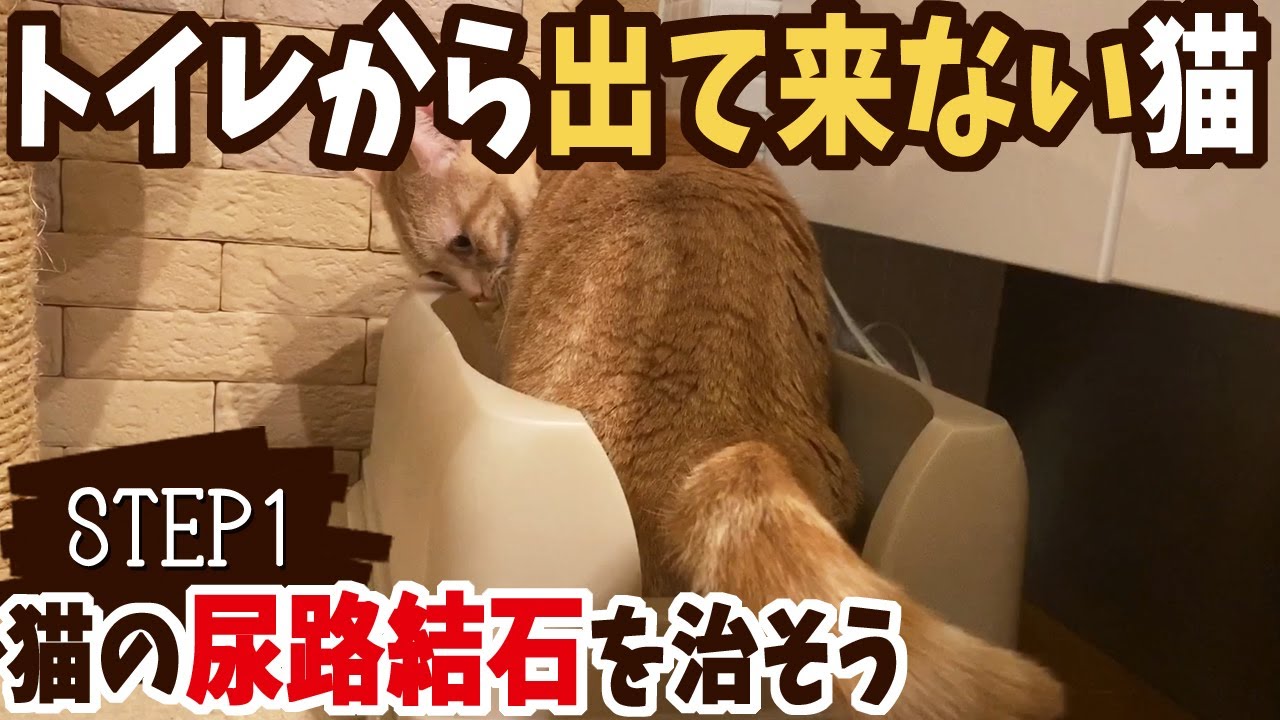 猫の尿路血石を治そう 1 トイレから出てこない猫 Youtube