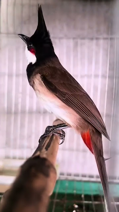 Kutilang Jambul gacor(Pycnonotus jocosus).
