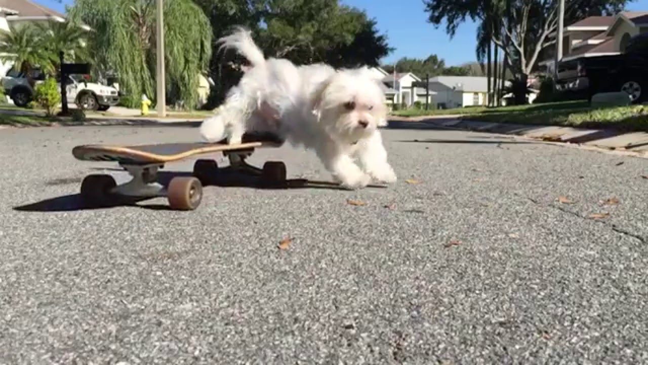 persami smp Puppy Falls Off Skateboard in Slo-Mo