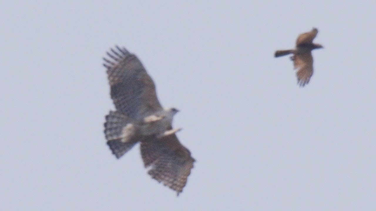 サシバとクマタカ 大きさの違い Size Comparison Between Grey Faced Buzzard Mountain Hawk Eagle 4月下旬 野鳥fhd 空屋 Youtube