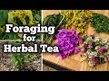 Foraging for Herbal Tea, Part 1