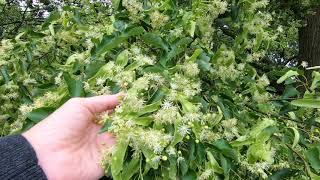Magic of the Sacred Linden Tree