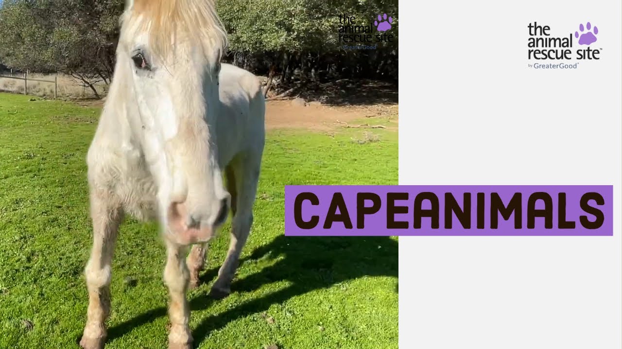 Animal Rescue Site Friends: CAPEAnimals