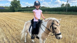 Out on the stubble field with Aslan and the gallop went wrong 🤔