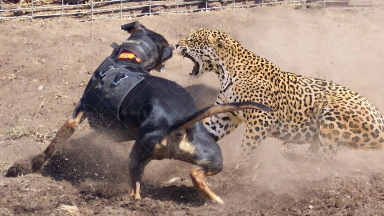 Dogs That Will Attack Even a Jaguar YouTube