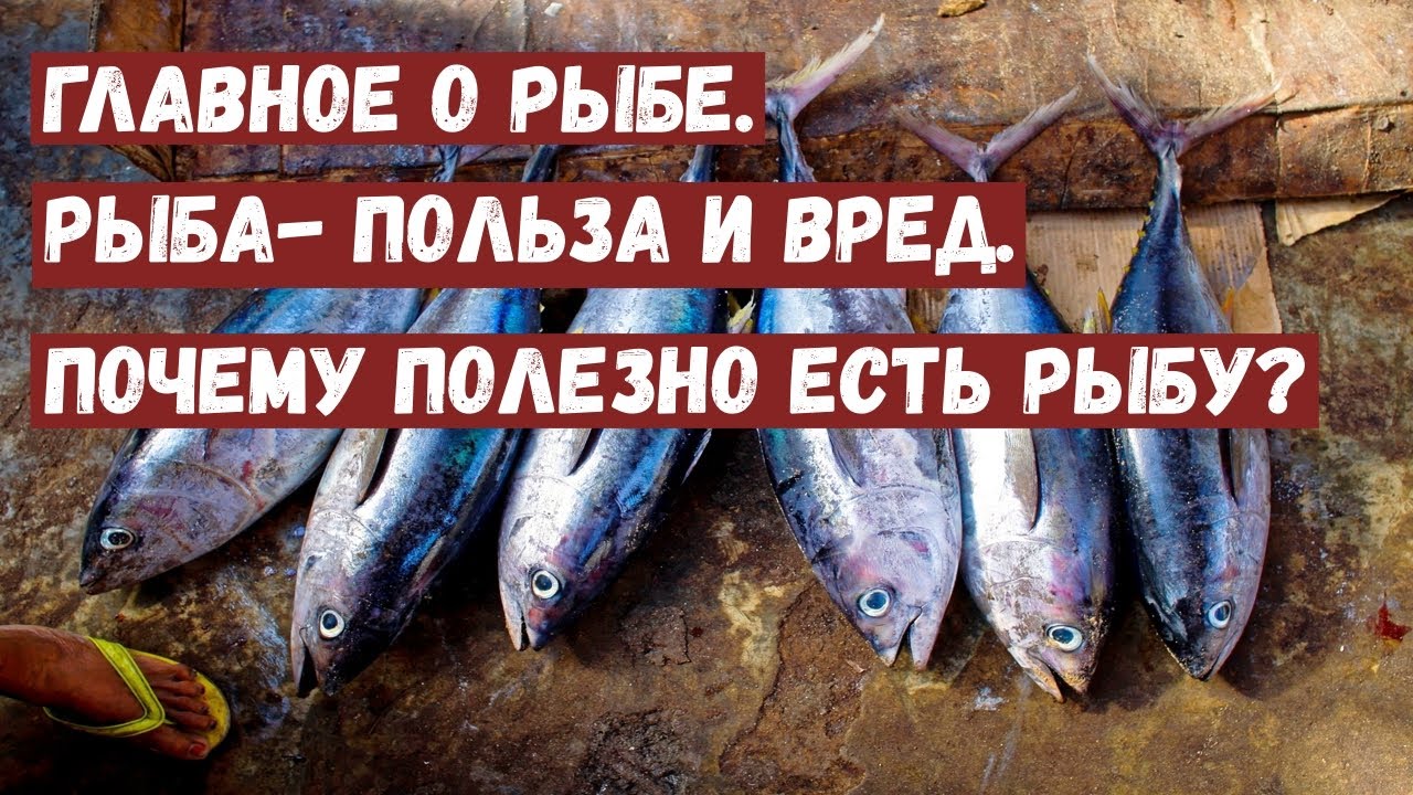 Почему рыба вредна. Рыба польза и вред. Рыба вредная для здоровья. Почему рыба полезна.