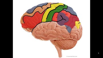 Neuroanatomy Lab #4 Pre-lab