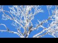 【勉強用BGM】集中力・記憶力を向上させる！オルゴール曲集(1時間30分)