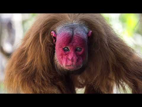 Uakari Monkey | Enigmatic Beauty of Amazon Unique Creature of Amazon