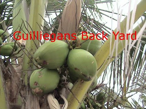 Guilliegans Backyard