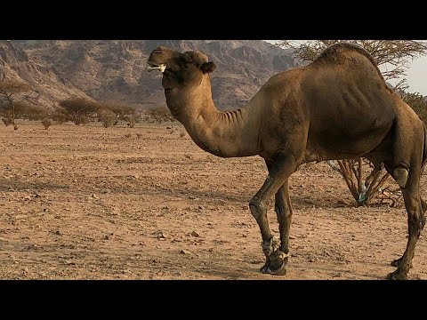 ابل حمر سواحل عدد 25 للبيع التفاصيل تم البيع Youtube