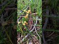 Native orchid highlights 1 - spring 2025 #wildflowers #aussienature