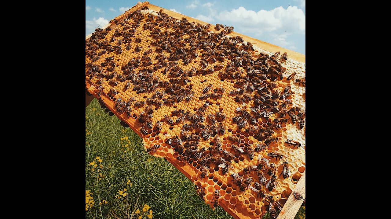 BeeStrong Bienenfutter 500 Ml – Eiweiß-Booster, Brutnest-Stärkung, Für 10–20 Völker, Kombinierbar Mit VarroMed