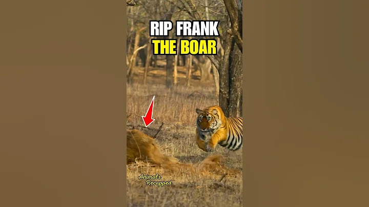 Tiger Takes Down Boar in 4K🔥