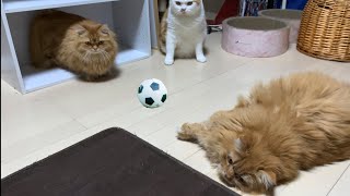 Many Cats Play Football? 猫サッカー 【マンチカンズ 】 by マンチカンズTV - Munchkins' TV - 5,790 views 4 years ago 7 minutes, 47 seconds