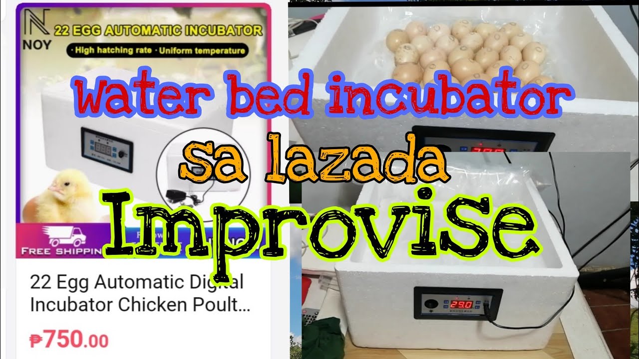Improvise incubator 22 egg capacity to 40 egg capacity water bed type for sale in lazada.