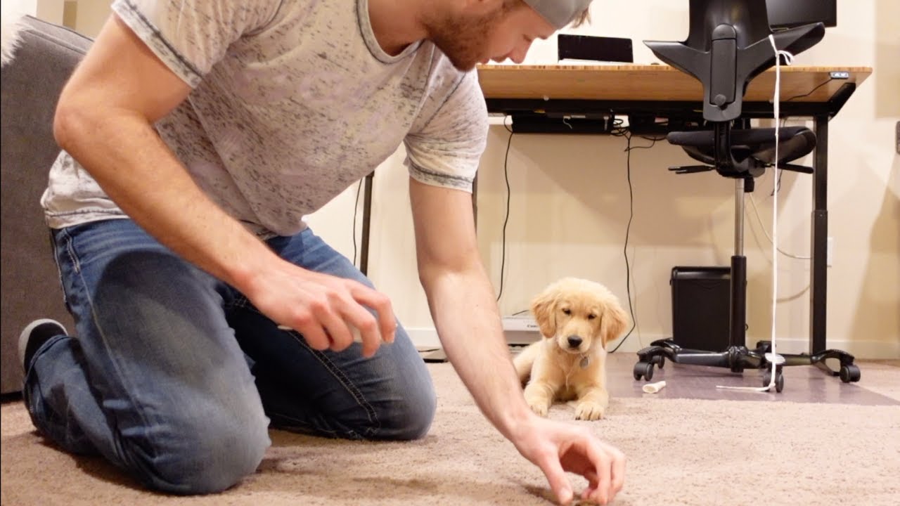 My Puppy Learns To Leave It Basic Puppy Tricks YouTube