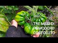 Pomodoro Costoluto Invernale Ci siamo quasi