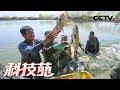 《科技苑》吃剩饭 帮清粪 精养抗浪鱼 20190325 | CCTV农业