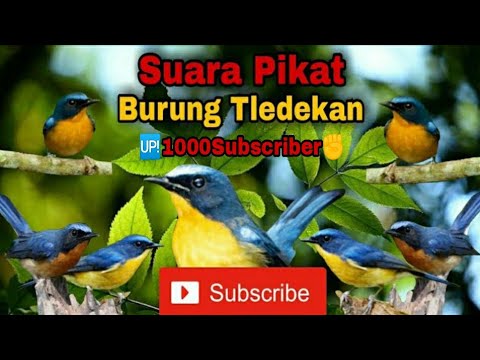 tledekan gunung | suara pikat tledekan gunung gacor/asli suara di alam liar