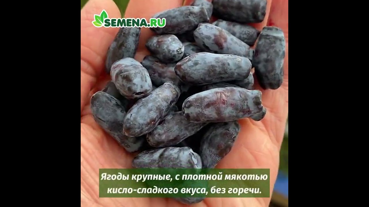 Жимолость Виола