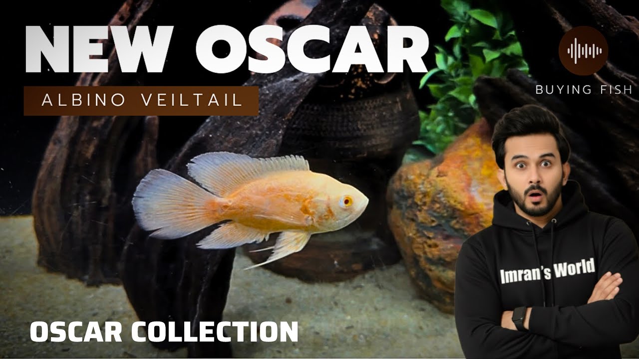 Bought Albino Chilli Veiltail Oscar From JBEE Aquariums Lalukhet - Imran’s World