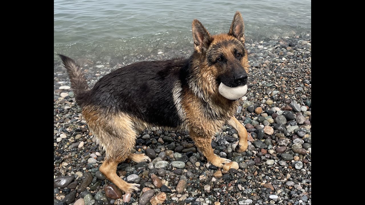 Прогулка с Цезарем на море а также… что мы там нашли!!!!! (Махинджаури ...