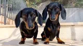 Holiday Diary- Enjoying with 2 Dachshunds in South of France.