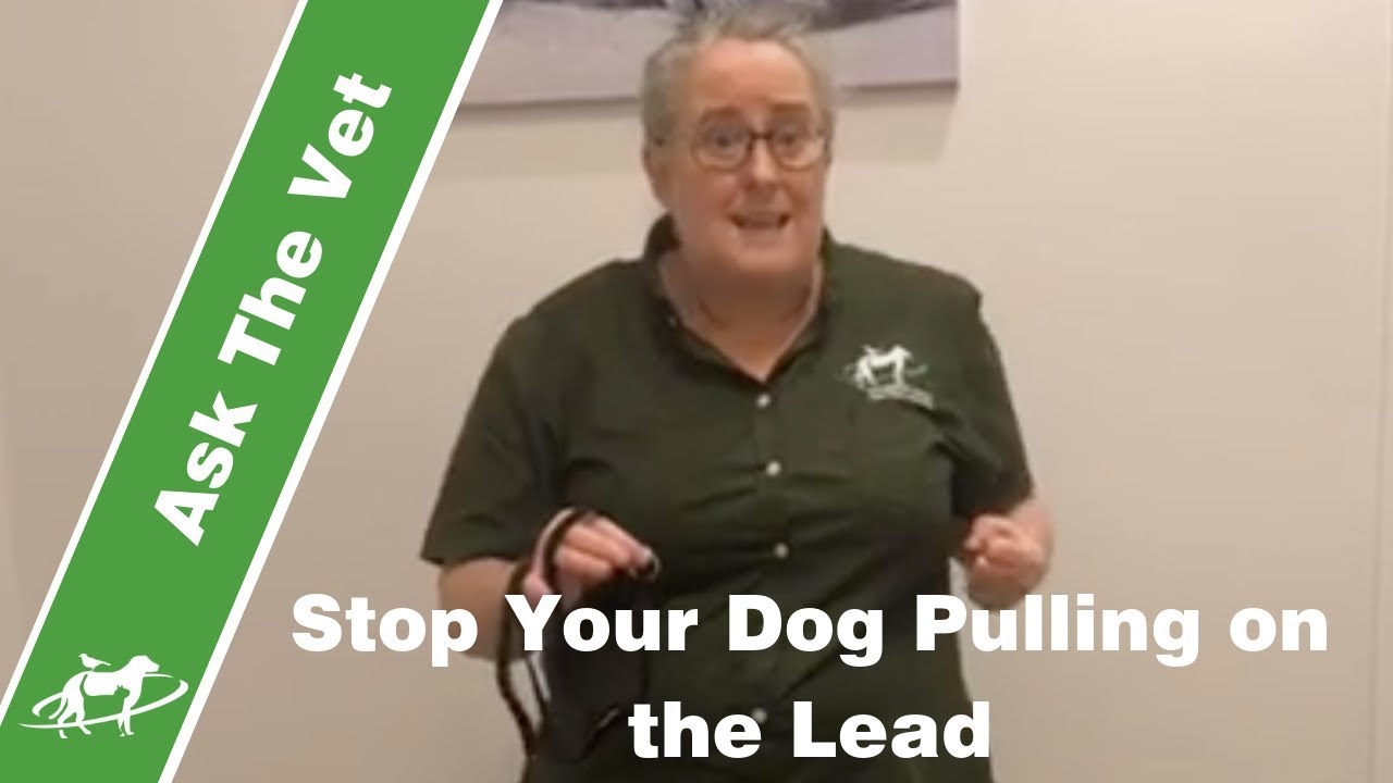 How to stop your dog pulling on the lead- Companion Animal Vets
