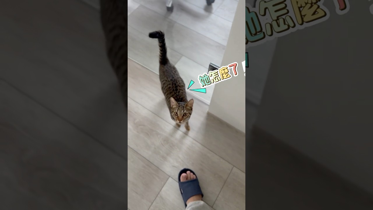 當貓咪看到老婆打掃時 #搞笑 #ice瘋娛樂 #夫妻生活 縮圖