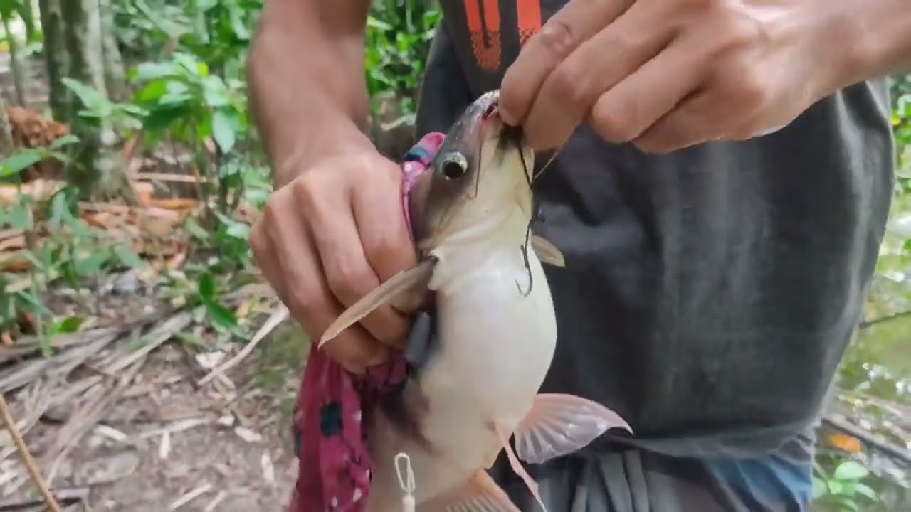 Best Video Hook Fishing | Best Bass Fishing | Fishing by Hook | Village Fishing 🎣