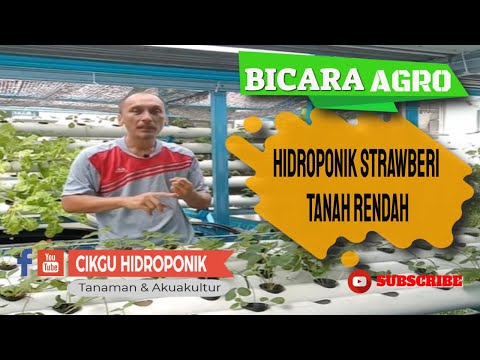 Video: Pembiakan strawberi: kaedah asas dan petua