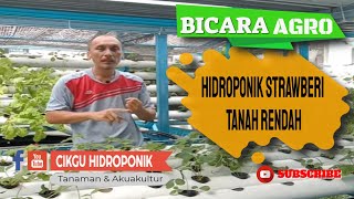 STRAWBERI HIDROPONIK SEPENUHNYA GUNA MEDIA SPAN