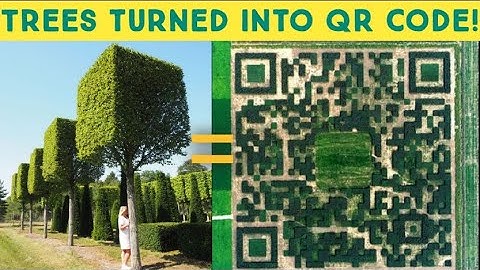 A QR code made with only using trees. #Xilinshui village, China.