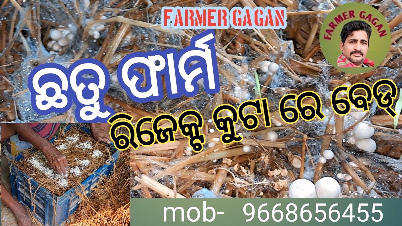 ଟ୍ରେ ଛତୁ ବେଡ୍.mushroom farm in orissa. Farmer Gagan