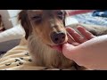 人間みたいに枕を使う犬 チワックスれあ