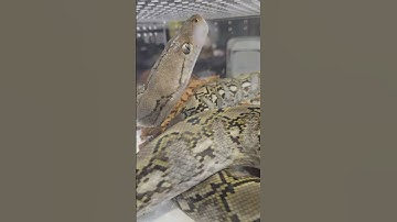 Simply Stunning: Reticulated Python 😁 Simplemente Impresionante: Pitón Reticulada