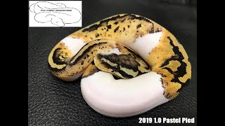 PASTEL PIED BALL PYTHON GIVEAWAY! AND CALLING OUT A BREEDER!