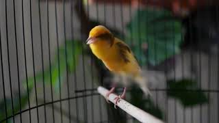This Sweet Melody Will Excite Your Singing Canary!