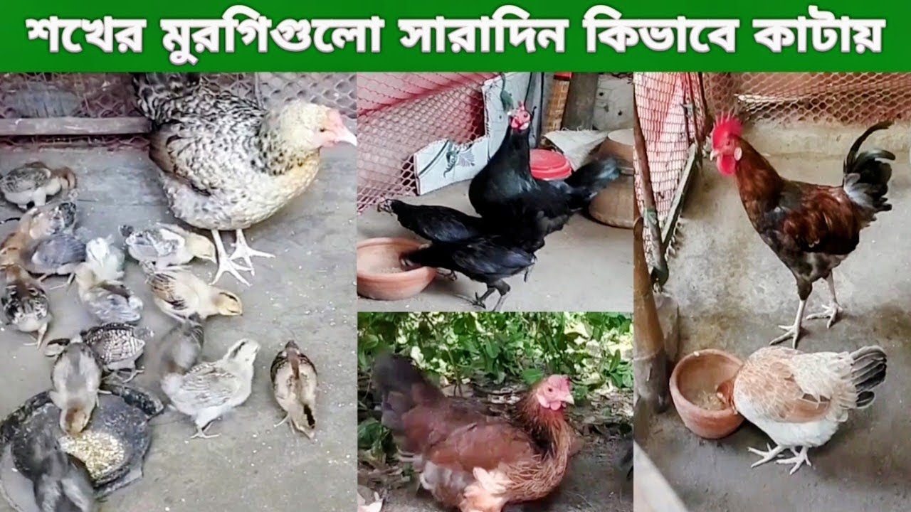 শখের মুরগিগুলোর সারাদিনের কাটানো সময়ের কিছু মুহূর্ত 🐔❤️