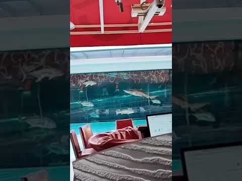 Seminole Hard Rock Hotel & Casino Hollywood Florida Tour!