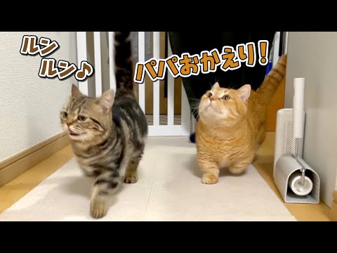 パパのお出迎えをしながら他事ばかり考えている猫たちが可愛い！笑