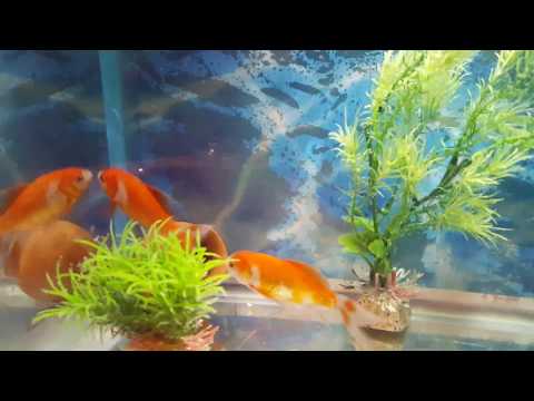 ჩემი თევზები/tevzebi/my fishes