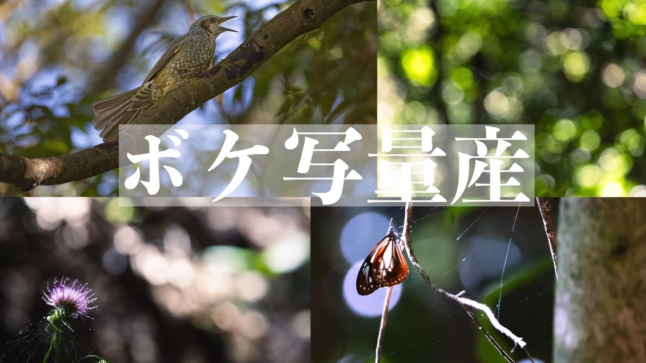 登山x超望遠レンズでボケ写真を量産する。EOS R6mark2, RF200-800mm