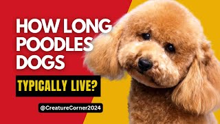 How long do Poodles Dogs typically live